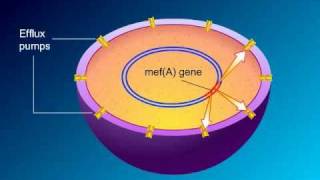 Macrolides Mechanisms of Action and Resistance [upl. by Carree]