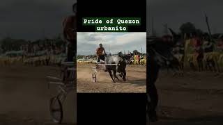 pride of Quezon urbanito champion Sta arcadia cabanatuan city karera ng kalabaw [upl. by Novel]