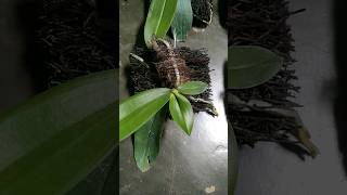 Phal Amabilis 35 ribupapan 0895 2379 3309 phalamabilis anggrekamabilis anggrekbulanamabilis [upl. by Roi]