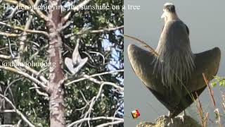 The heron enjoying the sunshine on a tree [upl. by Arlo]