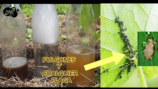 USA estos 3 INSECTICIDA CASERO para que tus PLANTAS nunca más vuelvan a tener plagas pulgones [upl. by Fremont]