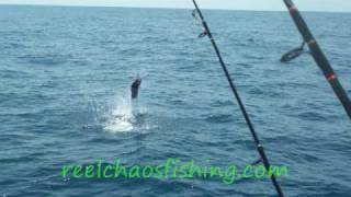 Reel Chaos Fishing Charters [upl. by Gerrie]