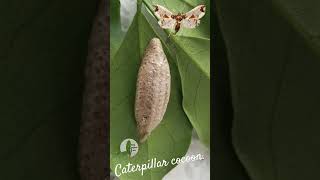 Caterpillar cocoon animals [upl. by Yrrag]