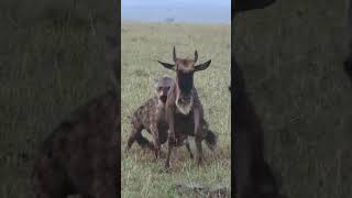 Hyena Clan Devours Wildebeest ALIVE [upl. by Melia]