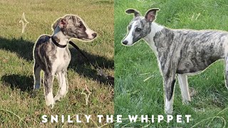 Meet Snilly Whippet Puppy to 1 Year Old [upl. by Acirehs726]