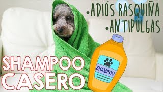 Shampoo 2 en 1 para perros casero y fácil 🐶 [upl. by Suirtimid446]