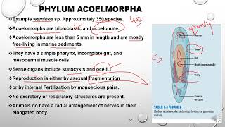 Phylum Acoelomorpha [upl. by Claiborn]