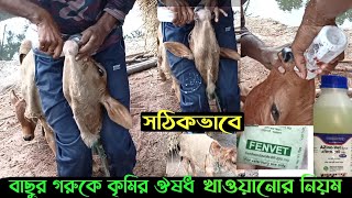 জন্মের কতদিন পর সঠিকভাবে বাছুর গরুকে কৃমির ঔষধ খাওয়ানোর নিয়ম  calf worm medicine  calf care [upl. by Nytsrik524]