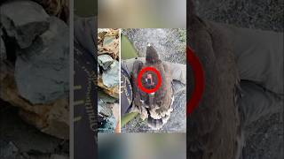 Eagle  GPS Tracker History 😲 ll ytshorts facts trending new [upl. by Julieta]