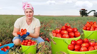 КЕТЧУП В СЕЛІ ПІД ОДЕСОЮ 🍅 Перероблюю найсмачніші помідори ЯК КОЛИСЬ LOZOVSKI [upl. by Shulins]