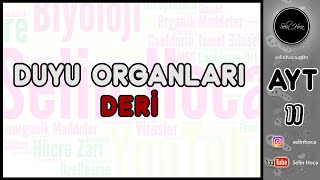 12 Duyu Organları  Deri [upl. by Mignon]