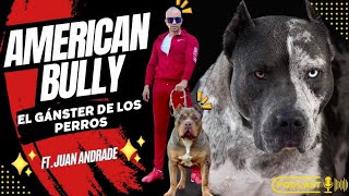 American bully [upl. by Jaye]