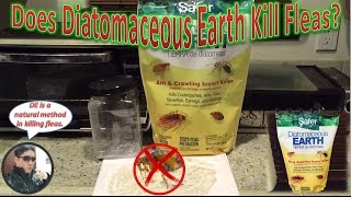 Can Diatomaceous Earth Treat Fleas  How To Treat Fleas Experiment [upl. by Amick]