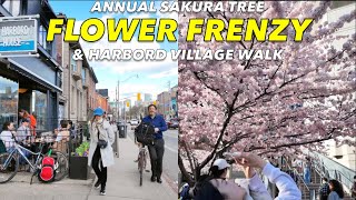 Flocking amp Gawking Through Harbord Village To The Cherry Blossoms At Robarts Library  Toronto Walk [upl. by Binky]