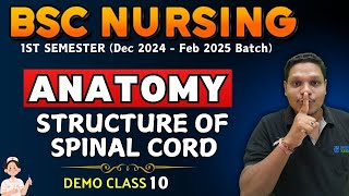 STRUCTURE OF SPINAL CORD  anatomy  bsc nursing 1st sem  anatomy BSC NURSING  BSC NURSING [upl. by Efar]