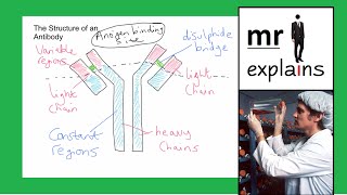 mr i explains Antibody Structure How Monoclonal Antibodies are produced and their use in diagnosis [upl. by Desirae]