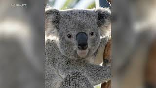 Brookfield Zoo to welcome 2 koalas for the first time [upl. by Cam]