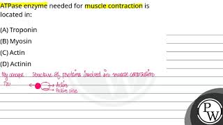 ATPase enzyme needed for muscle contraction is located in [upl. by Judus]