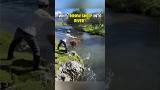 SHOCKING Why They Are Throwing Sheep Into Water viralshort shortsyoutube [upl. by Nurat]