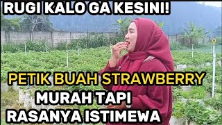 PETIK STRAWBERRY DI TAWANGMANGU 2025  WISATA PETIK STRAWBERRY DI JALUR LAMA TAWANGMANGU [upl. by Weismann]