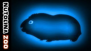 Cavia geluiden  Meerschweinchen geräusche  Guinea pig noises  Verso porcellino dindia [upl. by Yaron595]