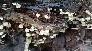 Opportunistic community of basidiomycetes Crepidotus Trametes Trichaptum [upl. by Dahcir]