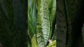 Dracaena trifasciataAsparagaceaeOxygen plant relaxingsound nature plants indoorplant 😌😌 [upl. by Javler]