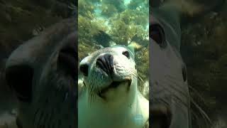 Swimming with Seals  Jurien Bay [upl. by Yeleen]