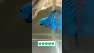 Veiltail betta fish [upl. by Pretrice684]