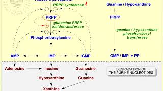 15 Hyperuricemia [upl. by Tarabar]