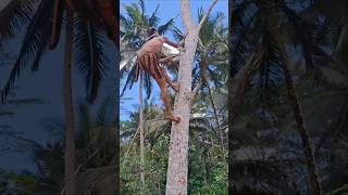 Super fast climbing tree shorts climbing treeclimbing trending shortsfeed indiatopindia [upl. by Elegna604]