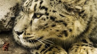 Snow Leopard  The Silent Hunter Best Wildlife Documentary [upl. by Lexerd367]