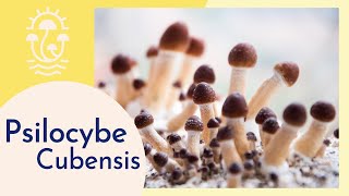 Psilocybe Cubensis Meet the Psychedelic Mushroom [upl. by Ifar]