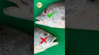 How to identify fresh fish  4 tips [upl. by Aikenat]