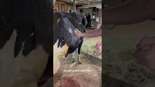 PostCesarean Wound Care Nurturing New Mothers on the Farm veterinary cows farm [upl. by Omora38]