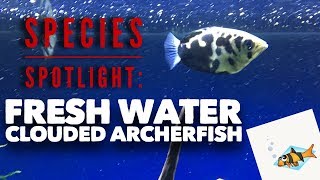 FRESHWATER CLOUDED ARCHERFISH SPECIES SPOTLIGHT [upl. by Oates]