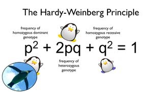 The HardyWeinberg Principle Watch your Ps and Qs [upl. by Amadis58]