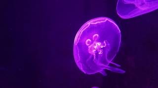 Bioluminescent jellyfish [upl. by Arman]