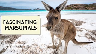 Discover 10 Amazing Species of Marsupial Animals Including Kangaroos Koala amp More to See [upl. by Olrac]