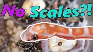 We Hatch a SCALELESS Snake And more babies [upl. by Auberon769]