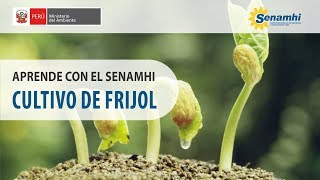 Aprende con el SENAMHI  Cultivo de Frijol [upl. by Alrick]