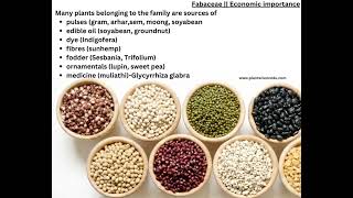 Fabaceae family Economic Importance Floral diagram and Floral Formula  Plant Taxonomy [upl. by Ellebasi177]