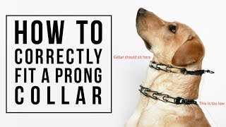 How to Correctly Fit a Prong Collar [upl. by Pressey]