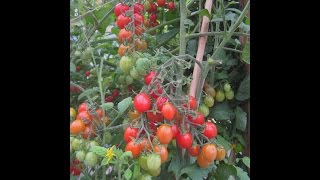 Growing tasty orange cherry Tomatoes in Grow bags  Eat the rainbow [upl. by Sexela]