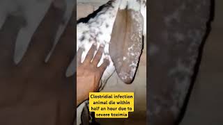 Clostridial infection goat Dr Latif Ur Rehman [upl. by Gar]