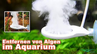 Chihiros Doctor  Entfernen von Algen im Aquarium [upl. by Nelli62]