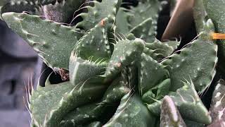 Faucaria tuberculosa MG1505 Full video [upl. by Azar]