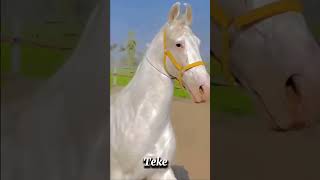 Most Beautiful Horse In The World 😱😳 akhalteke beautifulhorse shorts [upl. by Pinto]