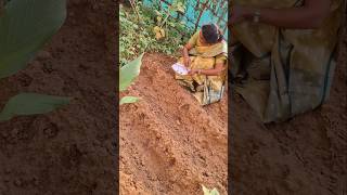 ముల్లంగి విత్తనాలు నాటే విధానం Planting Radish Seedsradishplantingradishplantingtheseedsplant [upl. by Shanan]