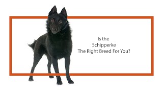 Everything you need to know about Schipperke puppies 2019 [upl. by Yerbua17]